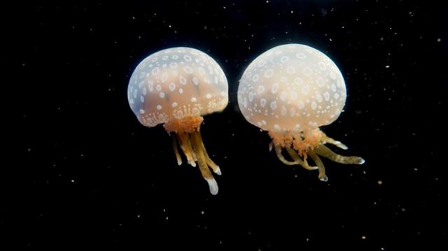 クラゲワンダー　タコクラゲ