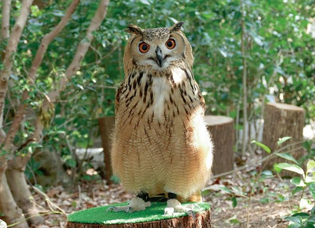 鳥の新エリアオープン｜豊橋総合動植物公園 (のんほいパーク)