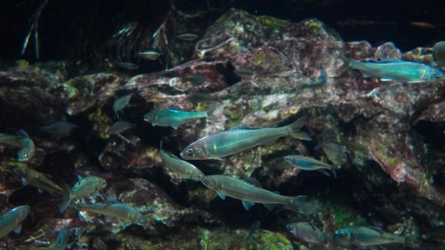 新しくメンバーに加わったアユ