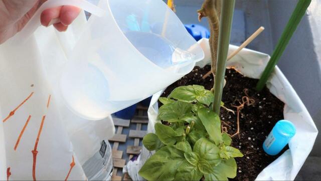 【セリア 計量カップ1000ml】観葉植物やベランダ菜園の水やりにも活躍