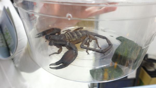 「東京レプタイルズワールド2014」に集まった動物たち