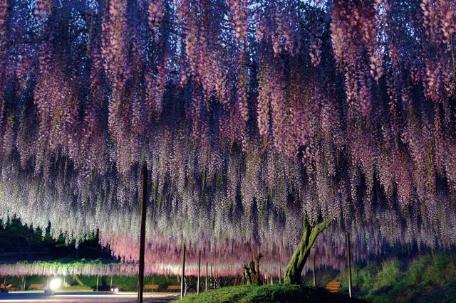  フジ／5月上旬～中旬　白毫寺【兵庫・丹波】 