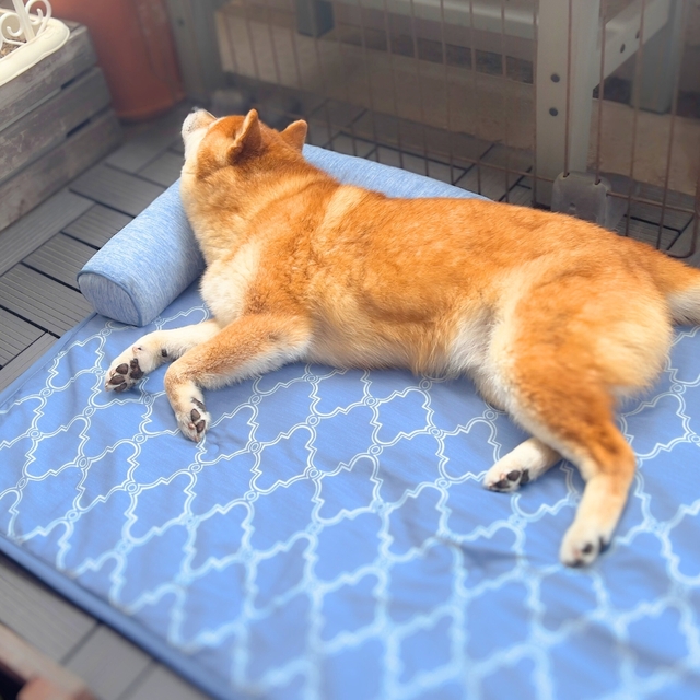 【ニトリ ペットごろ寝マット】ベランダで使用してみました。風が気持ちよさそう！