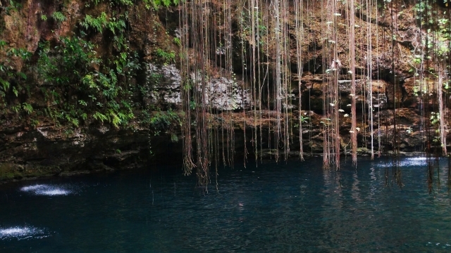 セノーテと樹木の根