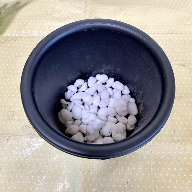 【観葉植物の植え替え】鉢底石を底に敷きます（鉢の底から1／5程度）