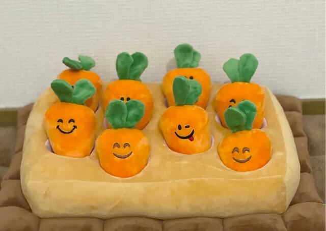 【にんじん畑】にんじんが大豊作！まるで本当の畑みたいにみえます