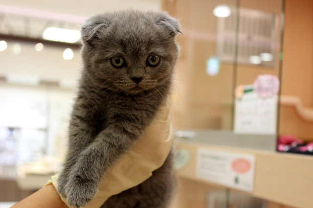 可愛くてキュンキュンする「吉祥寺ねこ祭り」の猫たち