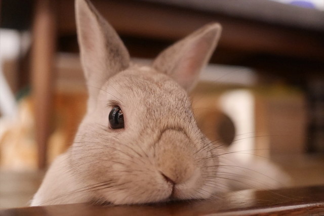 うさぎしんぼる展