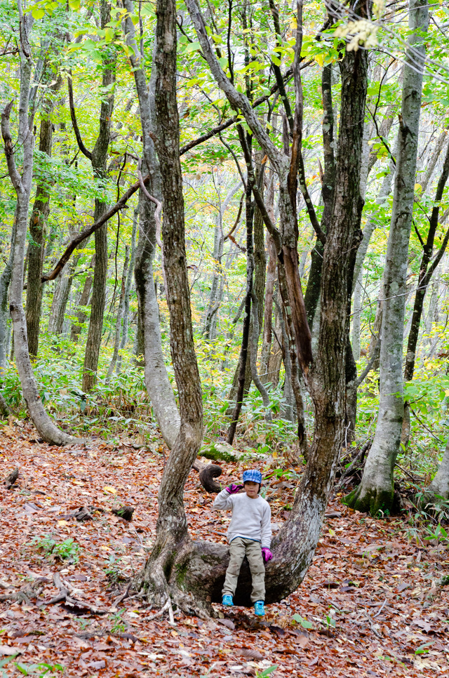 白馬岩岳「ねずこの森」 