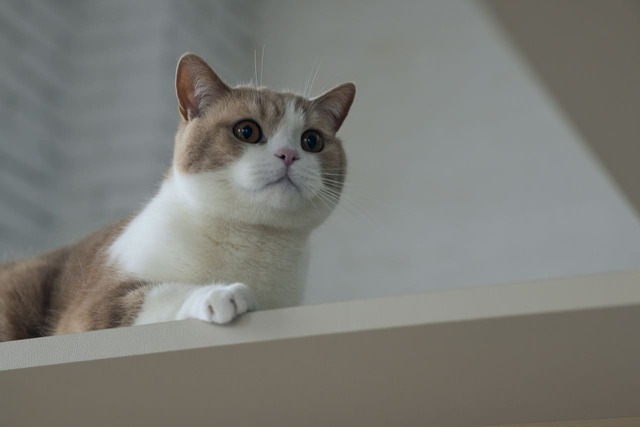 【フランスペット】「キャットタワー付きベッド」