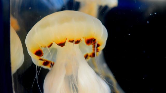 クラゲワンダー インドネシアンシーネットル