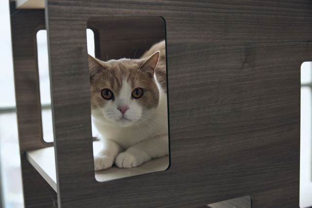 【フランスペット】「キャットタワー パーテーション」