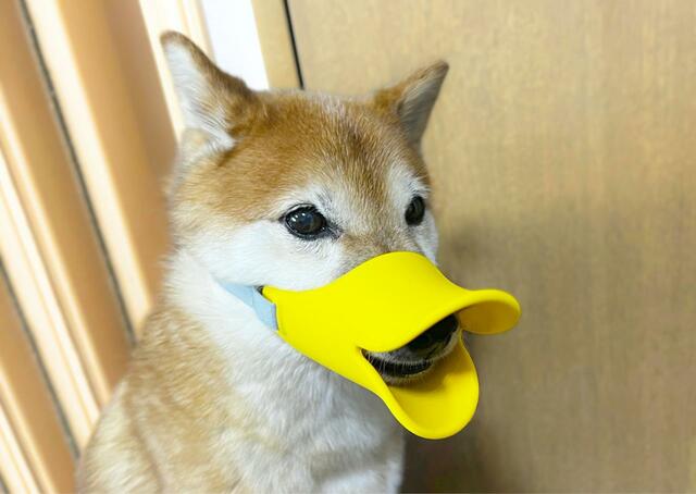 【OPPO quack（クァック）】次のステップ・最初に装着してからオヤツをあげます