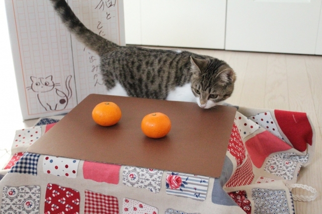 「猫と、こたつと、思い出みかん」