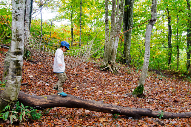 ブナの森パーク｜白馬岩岳「ねずこの森」