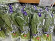 朝採れの小松菜はとてもみずみずしい