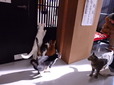 ⓒ江戸ねこ茶屋