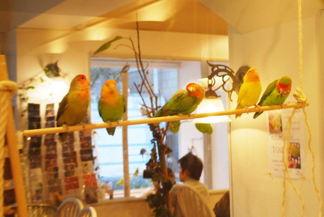 ことりカフェ/表参道店・ことりたち