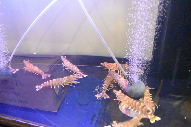 いけすには生きのいい車エビ