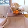 「猫と、こたつと、思い出みかん」