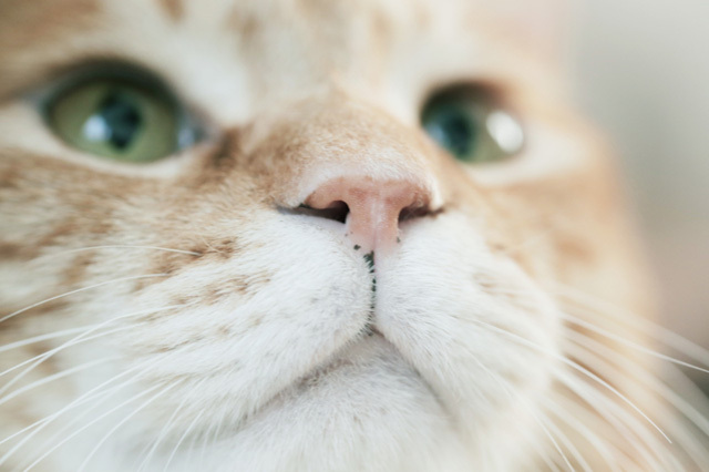 カメラ女子が撮影した“ふわふわ＆もふもふ”の猫たち