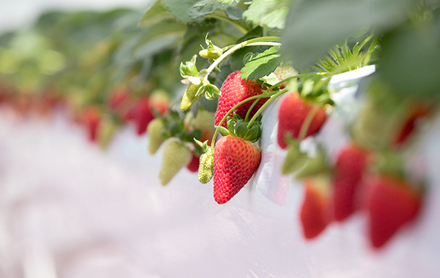 TOKYO STRAWBERRY PARK