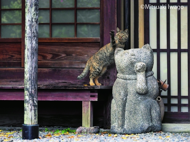 岩合光昭写真展「ねこの京都」