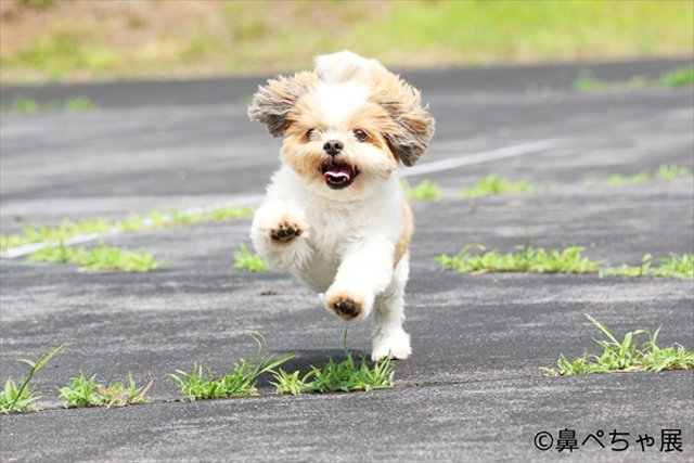 「鼻ペちゃ展」 （TODAYS GALLERY STUDIO）