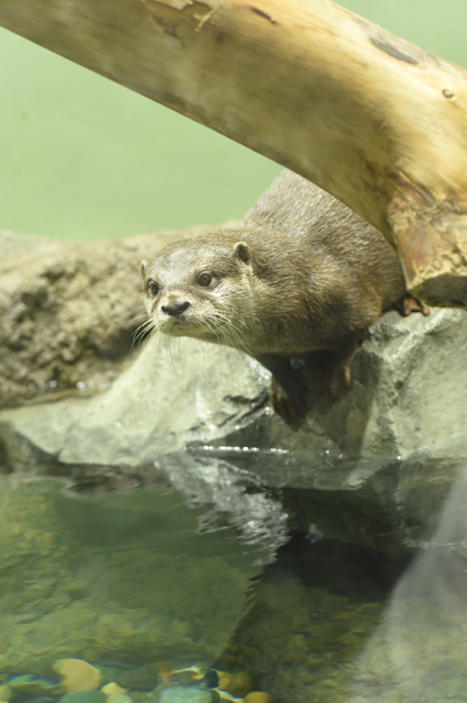 ワイルドストリート、カワウソとは握手もできる / エプソン アクアパーク品川