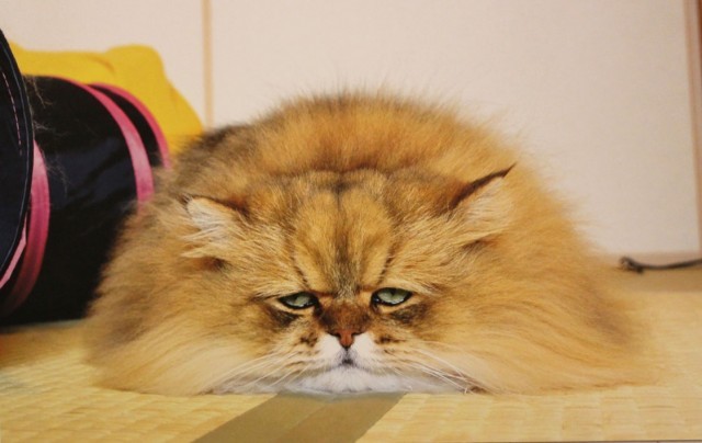 スター猫 大集合 超癒し空間 ねこ休み展 冬 でたくさんの モフモフ に囲まれてきた 写真70枚 1 6 ヤバチケ