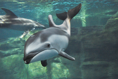 水族館 あのチン種もランクイン 水族館ぴあ 読者が選んだ 人気いきもの ベスト10図鑑 写真 28 31 ハピママ