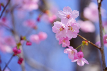 赤ちゃん名づけランキング 人気は男女とも 春 を感じる名前 3月生まれ 1 2 ハピママ