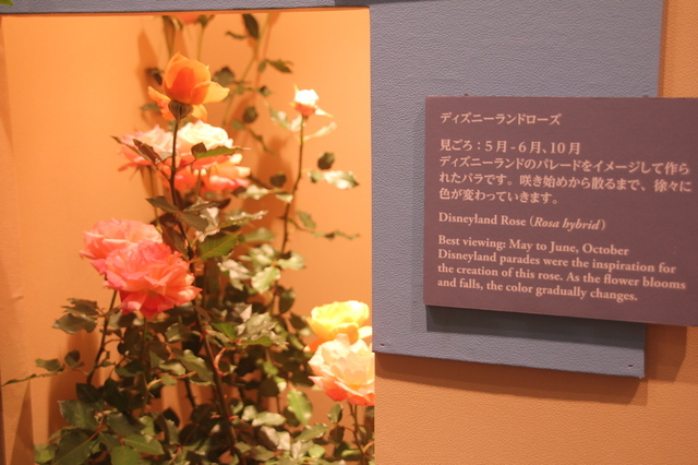 D23 Expo Japan 2015 - 東京ディズニーリゾート特別展示 - 東京ディズニーシー制作過程展示 - テーマポートの制作過程展示 ディズニーランドローズ