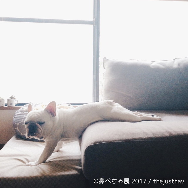 鼻ぺちゃ展 2017