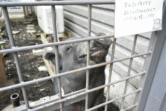 オヤツちょうだい