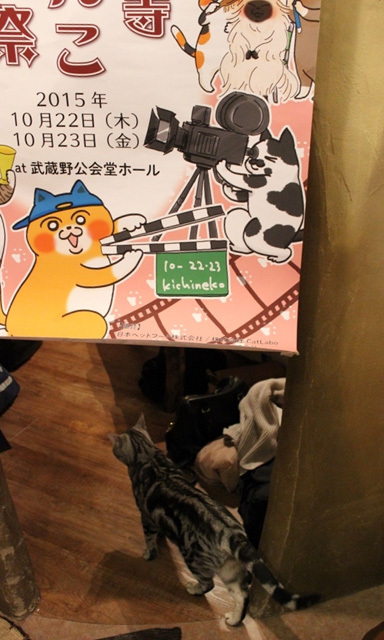 可愛くてキュンキュンする「吉祥寺ねこ祭り」の猫たち