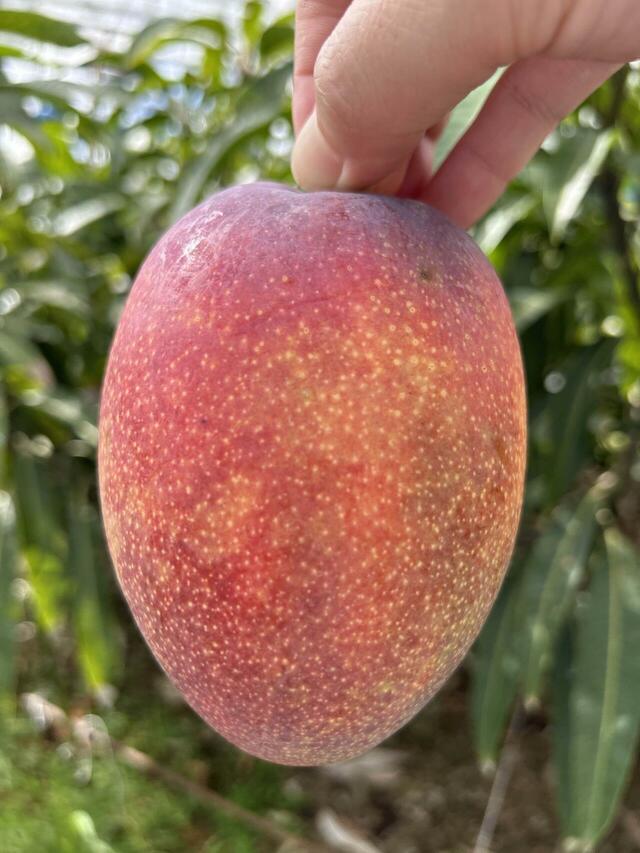 「沖縄県産アップルマンゴー」＜期間：2025年7月8⽇〜＞【【スイパラ】夏のフルーツ“桃・メロン・マンゴー”が食べ放題！ファーストプレートに「沖縄県産アップルマンゴー」が登場！】