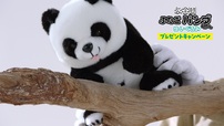 「ふたごパンダちゃんぬいぐるみイメージ」＜実施期間：2023年9月1日(金)～11月30日（木）＞【ふたごパンダちゃんぬいぐるみプレゼントキャンペーン】