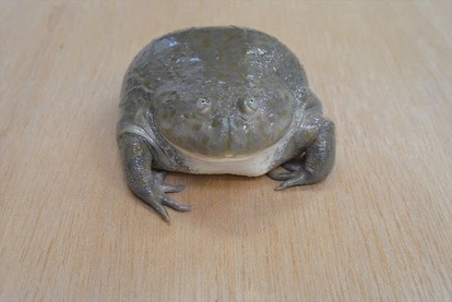 閲覧注意 キモイけどなぜか見たくなる キモい展 で世界の 気持ち悪い生き物 と触れあおう ヤバチケ