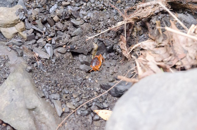 サワガニ、いた!!