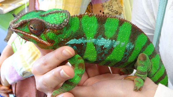 「東京レプタイルズワールド2014」に集まった動物たち