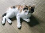 VISUMALで保護されている猫