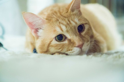 猫 もっと可愛くなる 簡単 ニャンコ撮影術 をカメラ女子が教えるよ 写真満載 1 6 Mimot ミモット