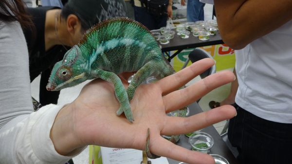 「東京レプタイルズワールド2014」に集まった動物たち