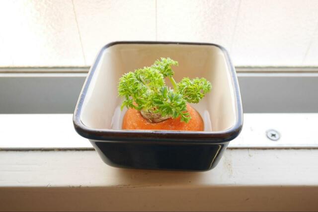 【キッチン菜園におすすめの野菜：にんじん】観葉植物としても楽しめる