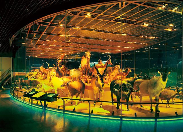 地球館3Fの様々な哺乳類と鳥類の剥製の展示は今にも動き出しそう｜国立科学博物館