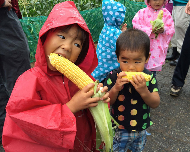 8月に開催される、新鮮とうもろこし収穫。生のまま、がぶり! 甘い!!