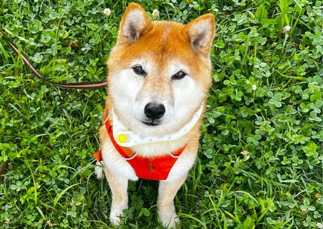 【SUO RING for dogs star 28°ICE】新しいタイプのクールアイテムで夏の散歩も快適です