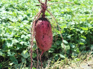 ローソンストア100の焼き芋人気の秘密