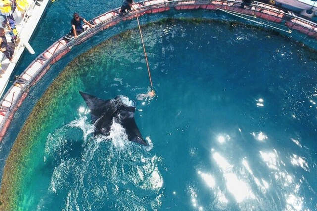 【オリエンタルホテル 沖縄リゾート＆スパ】沖縄美ら海水族館のすぐ近くで、マンタやサメの飼育観察体験ツアーに参加できるアクティビティ